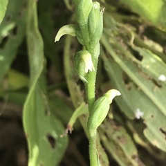 Spiranthes ovalis erostellata
