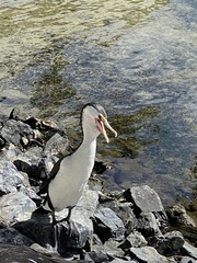 Phalacrocorax varius