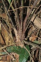 Cyathea andina