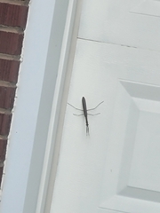 Mantidae