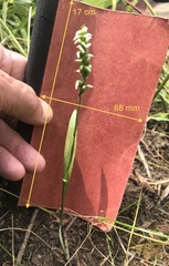 Spiranthes ovalis erostellata