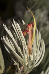 Adenanthos oreophilus