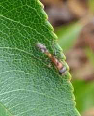 Pseudomyrmex gracilis