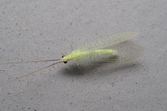 Ceraeochrysa lineaticornis