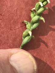 Spiranthes ovalis erostellata