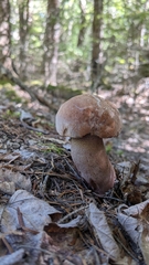 Tylopilus felleus