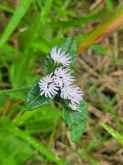 Elephantopus carolinianus