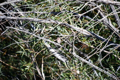 Haemorhous purpureus