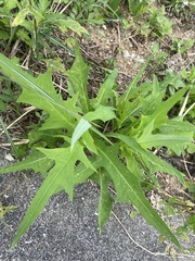 Lactuca indica