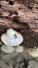 Dolomedes tenebrosus