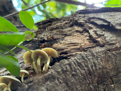 Tricholomopsis decora