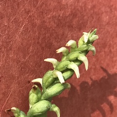 Spiranthes ovalis erostellata