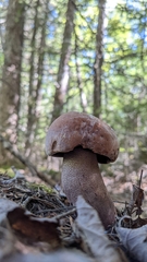 Tylopilus felleus