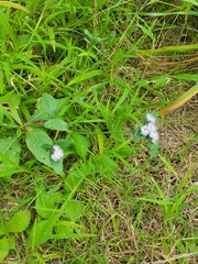 Elephantopus carolinianus