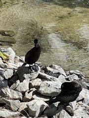 Phalacrocorax sulcirostris