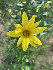 Helianthus strumosus