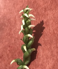 Spiranthes ovalis erostellata