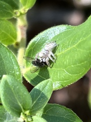 Eris militaris