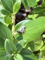 Eris militaris