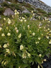 Epilobium luteum