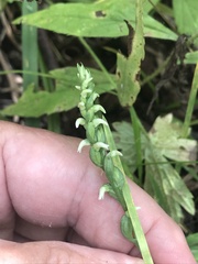 Spiranthes ovalis erostellata