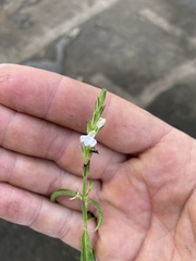 Rostellularia adscendens