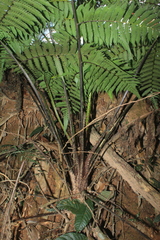 Cyathea andina
