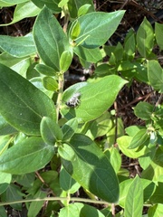 Eris militaris