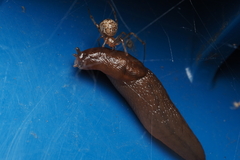 Limacoidea