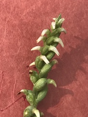 Spiranthes ovalis erostellata