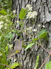 Clematis virginiana