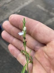 Rostellularia adscendens