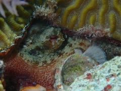 Octopus insularis