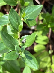 Eris militaris