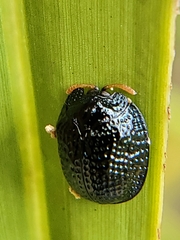 Hemisphaerota cyanea