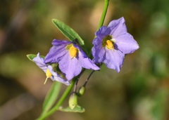 Solanum xanti
