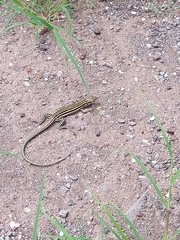 Aspidoscelis sonorae