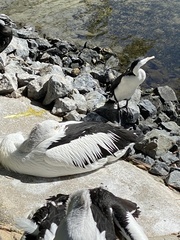 Pelecanus conspicillatus