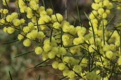 Acacia genistifolia