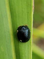 Hemisphaerota cyanea
