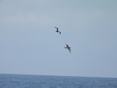 Stercorarius pomarinus