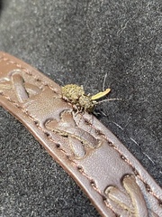 Plectrura spinicauda