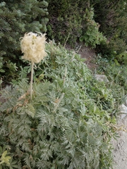 Pulsatilla occidentalis