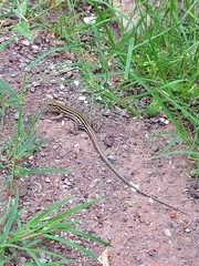 Aspidoscelis sonorae