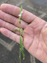 Rostellularia adscendens