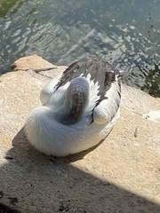 Pelecanus conspicillatus