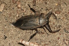Lethocerus uhleri