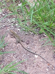 Aspidoscelis sonorae