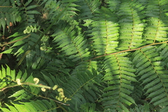 Cyathea andina