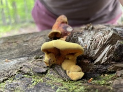 Tapinella panuoides